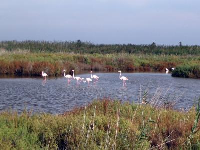 Flamingos in freier Natur