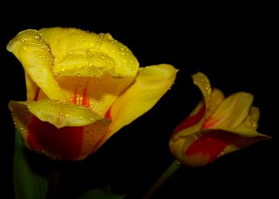 Tulpen-Paar