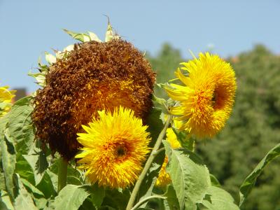 Sunflowers