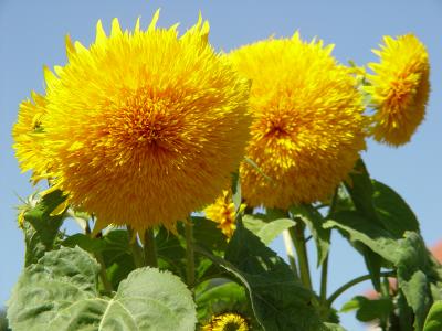 Sonnenblumen wuschelig