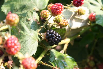 Brombeeren