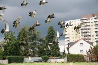 Tauben im Flug