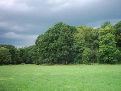 Wiese im Gewitter (1)