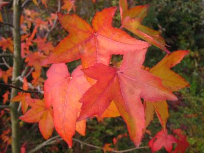 Amberbaum im Herbst