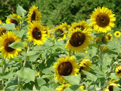 Sonnenblumen 4