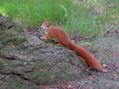 Ein Hörnchen