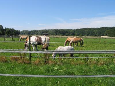 Pferde auf der Weide 1