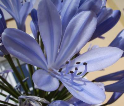 blaue Blüte01
