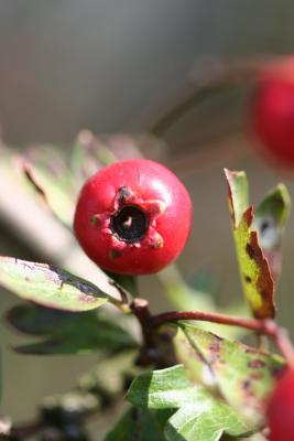 Beeren