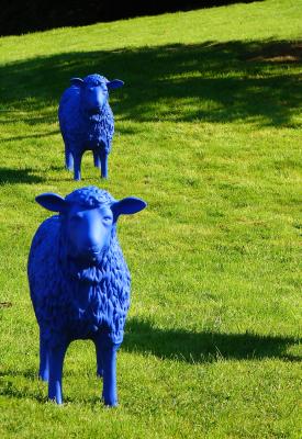 2x Schaf und blau