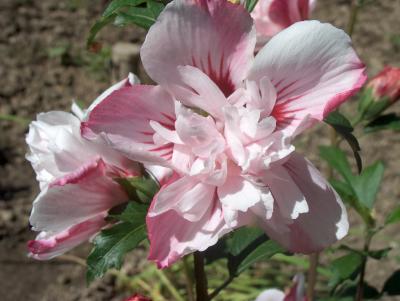 rosa Hibiscusblüte