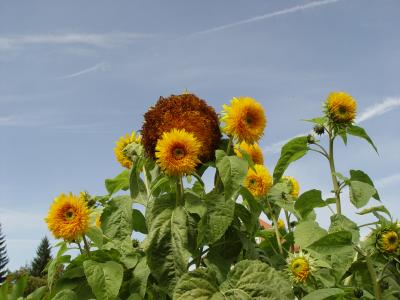 Sonnenblumen