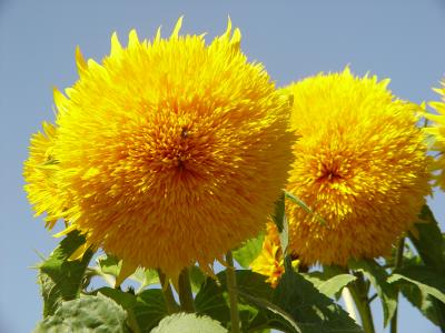 einjährige Sonnenblumen