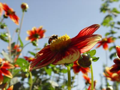Blume mit Biene - ganz klassisch