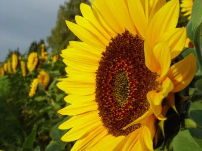 Sonnenblume V