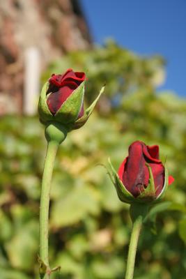 Rochlitzer Rosenblüten