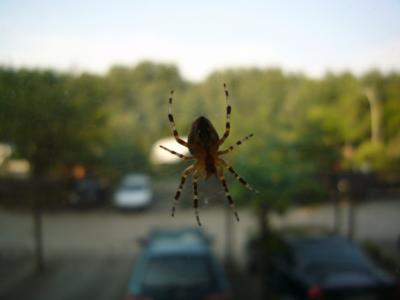 Spinne im Fenster