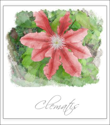 Clematis 2