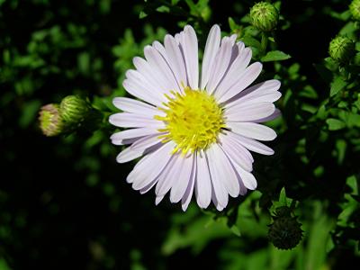 Aster-