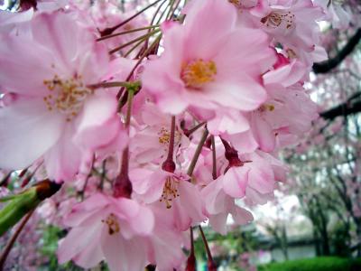 Kirschblüte in Japan Makroaufnahme