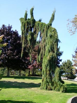 SELTSAMER BAUM