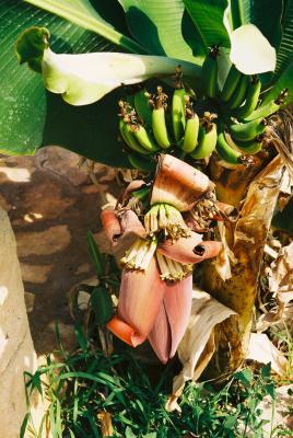 Blühende Bananenstaude