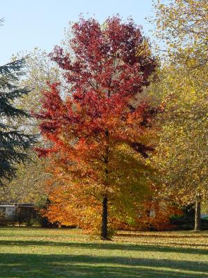 weinrot-rot-orange-gelb-grüne Herbstfärbung