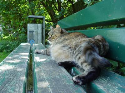 Sehr zutrauliche Katze im Park