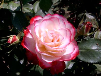 Eine Buga-Rose