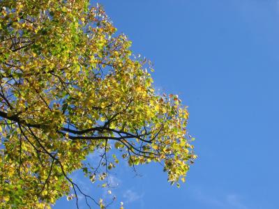 Beginnende Herbstfärbung der Linde