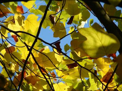 Herbstlicher Baumkronen-Zoom