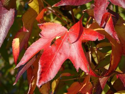 Weinrot in der Herbstsonne