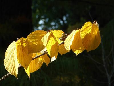 Herbst-Highlight