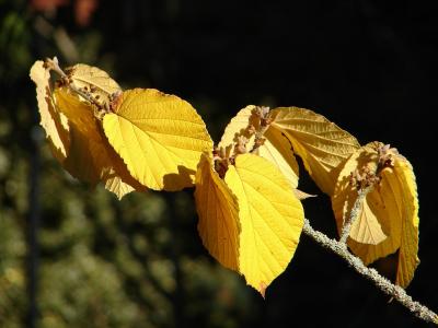 Herbst-Highlight in gelb