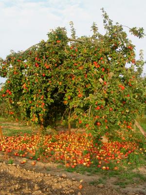 Der Apfelbaum