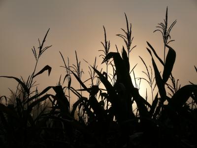 Maisfeld im Nebel bei Sonnenaufgang