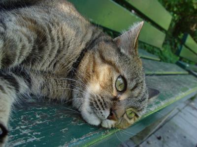 Katze auf Bank