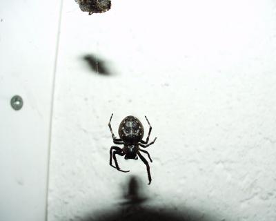 Spinne mit Beute