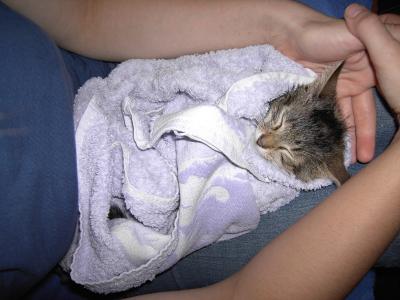 Katze Sam nach einer kleinen AntiFloh-Behandlung