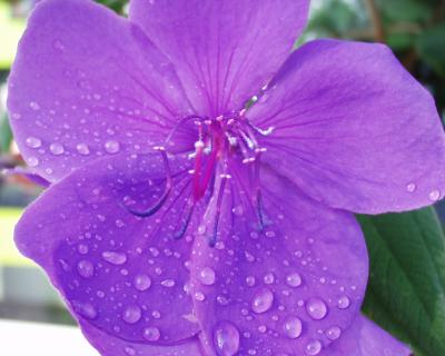 Blüte mit Morgentau (Tibouchina)