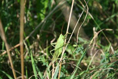 Grashüpfer