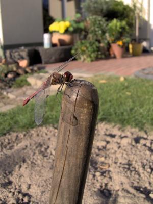 Libelle auf Sparten