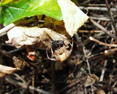 Spinne bei der Mahlzeit