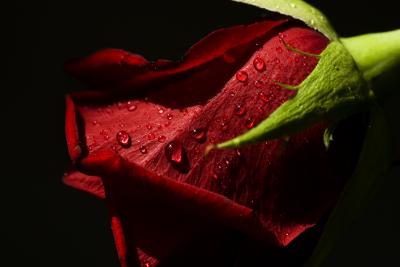 Eine Rose mit Wassertropfen.