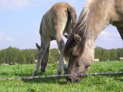 STUTE & FOHLEN