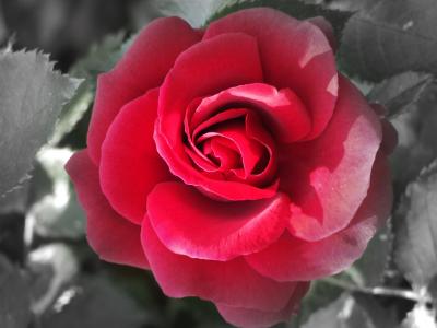 Rose - "ergraut"