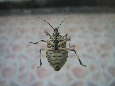 Käfer am Fenster