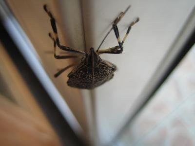 Käfer am Fenster von oben