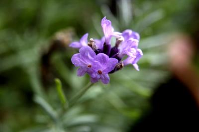 Lavendelblüte