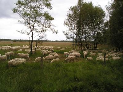 SCHAFHERDE IM VEEN